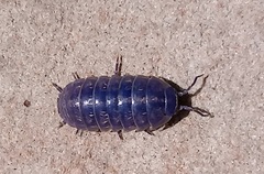 Armadillidium vulgare