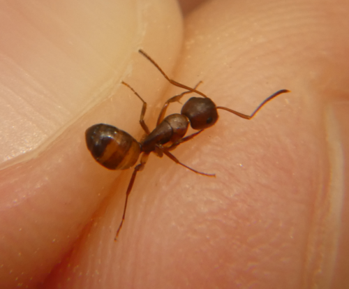 Bearded Carpenter ant