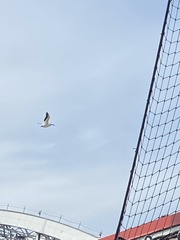 Pelecanus erythrorhynchos