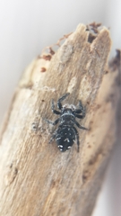 Phidippus borealis