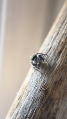 Phidippus borealis