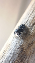 Phidippus borealis
