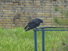Corvus corone