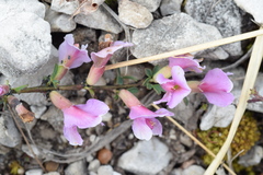 Chamaecytisus purpureus