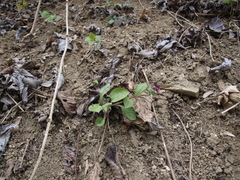 Pulmonaria officinalis