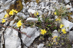 Helianthemum oelandicum