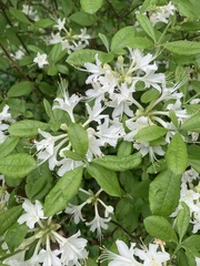 Rhododendron alabamense
