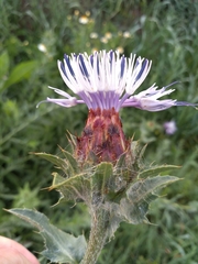 Carthamus caeruleus