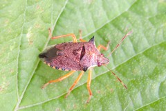 Podisus nigrispinus