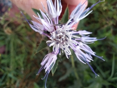 Carthamus caeruleus