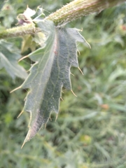 Carthamus caeruleus