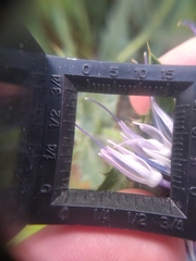 Carthamus caeruleus