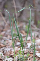 Allium oleraceum