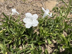 Ruellia tuberosa