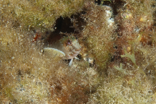 Salt Blenny
