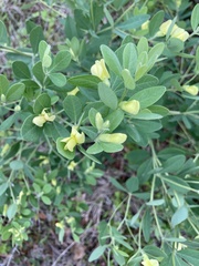 Baptisia nuttalliana