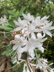 Rhododendron atlanticum