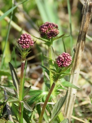 Valeriana dioica
