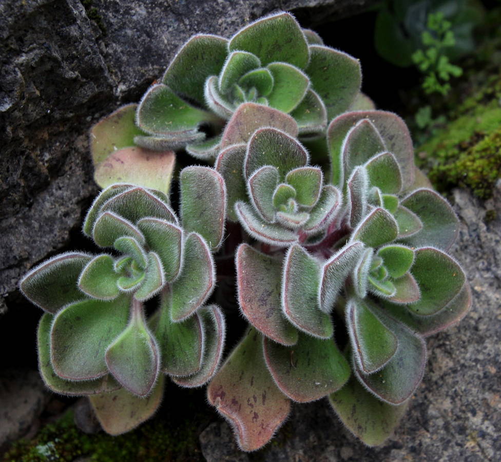 Gongarillo palmero