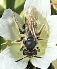 Andrena pulverea