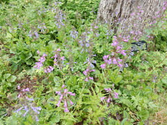 Penstemon laxiflorus