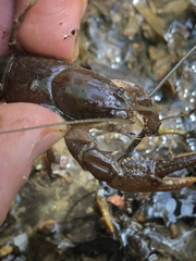 Cambarus asperimanus