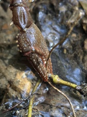 Cambarus asperimanus