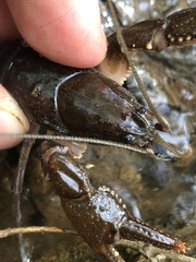 Cambarus asperimanus