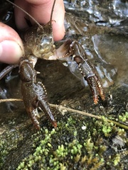 Cambarus asperimanus