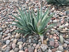 Agave mckelveyana