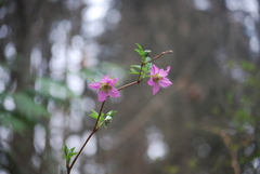 Rubus spectabilis