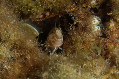 Parablennius goreensis