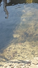 Cyanophyceae