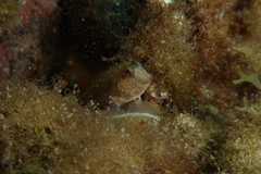 Parablennius goreensis