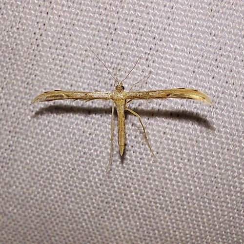 Belfrage's Plume Moth photo 6