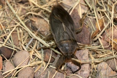 Lethocerus