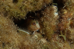 Parablennius goreensis