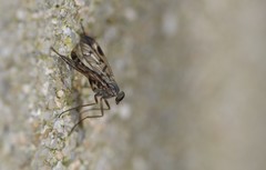 Rhagio atlanticus