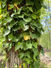 Hedera helix
