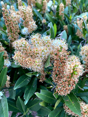 Prunus laurocerasus