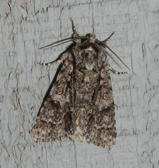 Acronicta impressa