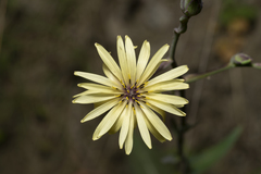 Lactuca tuberosa