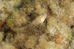 Parablennius goreensis