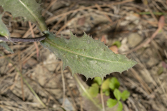Lactuca tuberosa