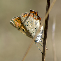 Lycaena ottomanus
