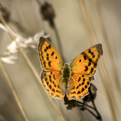 Lycaena ottomanus
