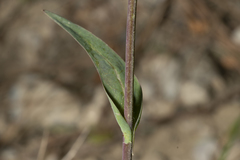 Lactuca tuberosa