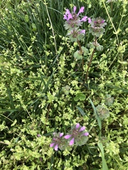 Lamium amplexicaule