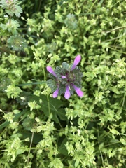 Lamium amplexicaule