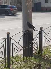 Corvus monedula
